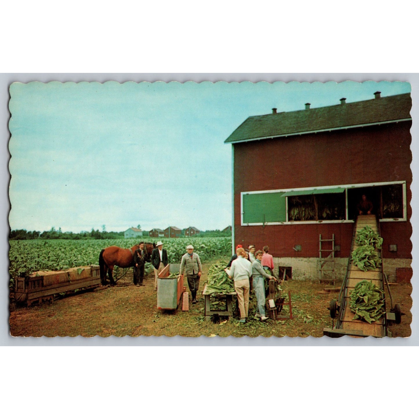 Langton Ontario Canada Postcard Tobacco Farming Unused Chrome Postcard