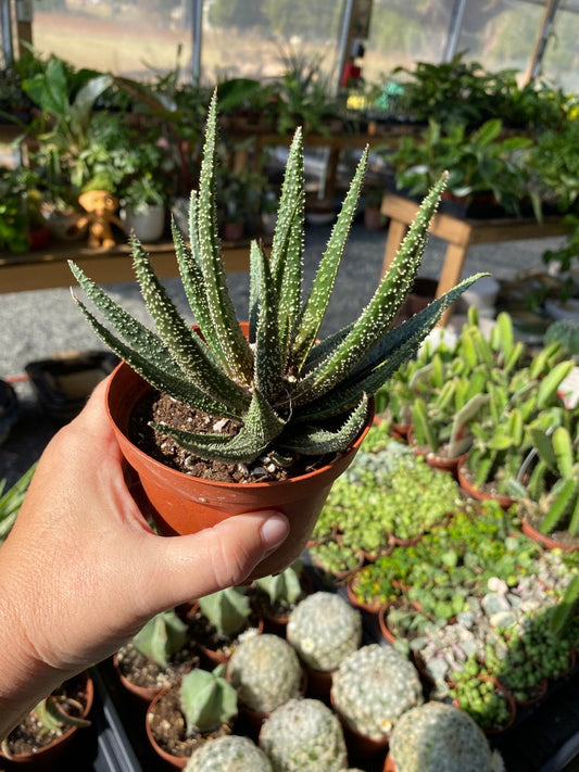 Succulent Gasteraloe Royal Highness Bedinghausii Aloe 4" Pot Live Plant