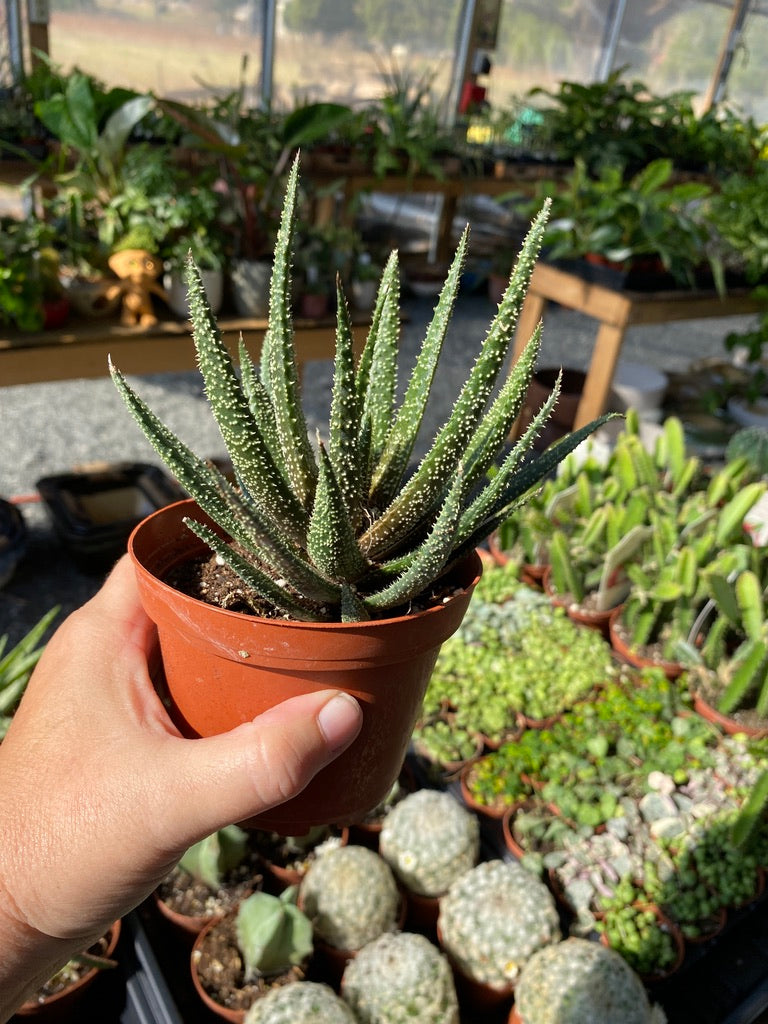 Succulent Gasteraloe Royal Highness Bedinghausii Aloe 4" Pot Live Plant