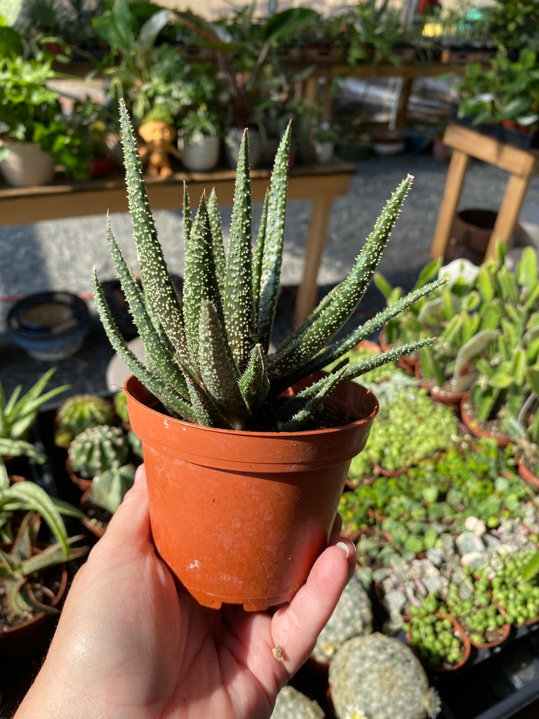 Succulent Gasteraloe Royal Highness Bedinghausii Aloe 4" Pot Live Plant