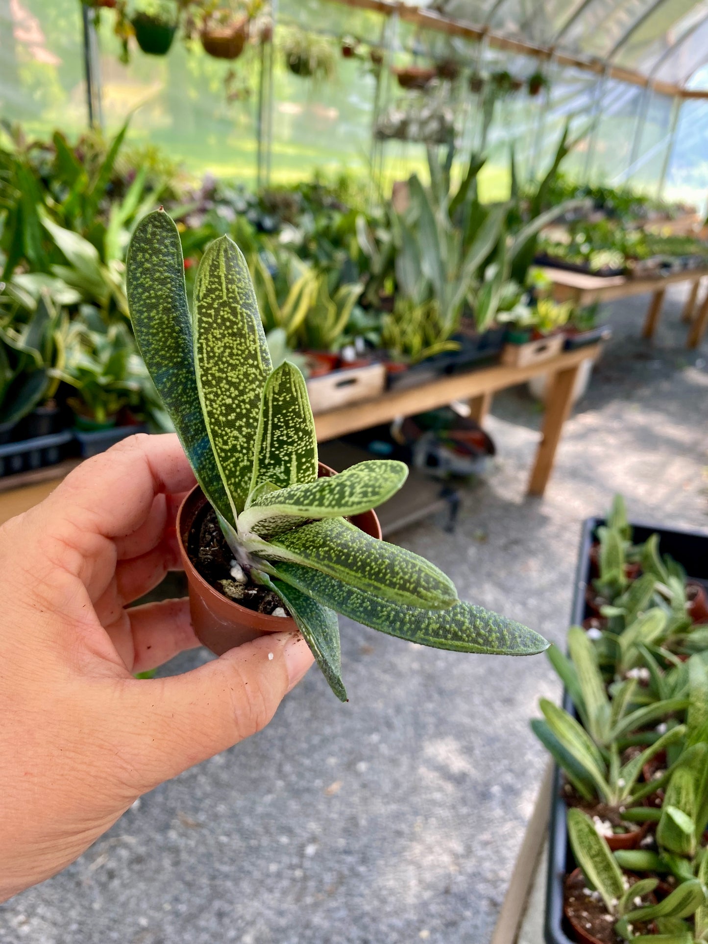 Succulent Gasteria Ox Tongue 2" Pot Live Plant