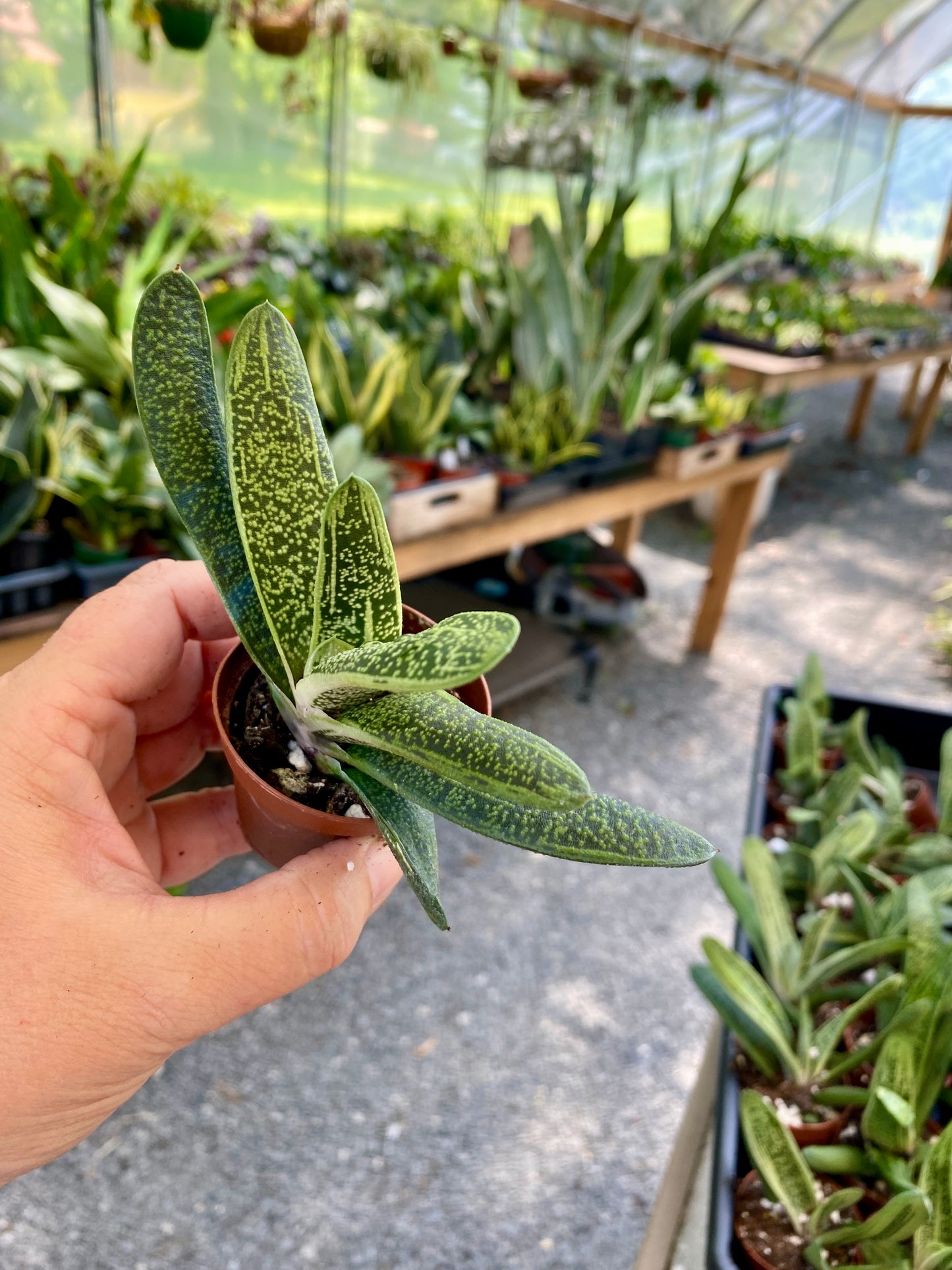 Succulent Gasteria Ox Tongue 2" Pot Live Plant