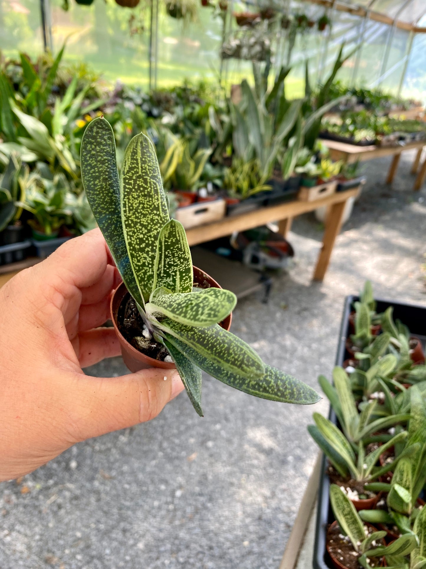 Succulent Gasteria Ox Tongue 2" Pot Live Plant