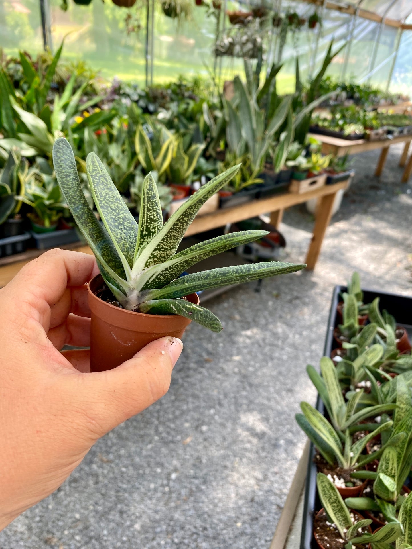 Succulent Gasteria Ox Tongue 2" Pot Live Plant