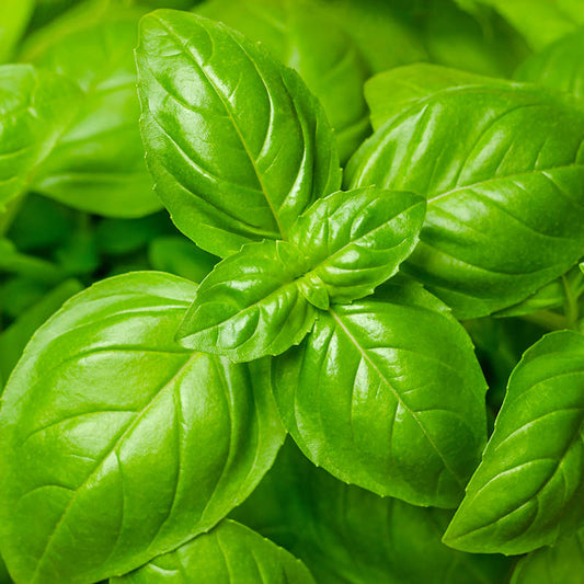 Basil Genoveses Open Pollinated Heirloom 100 Seeds