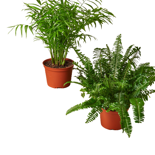 Pet-Friendly Plants 6" Pot Premium Subscription box - Two Plants Per Box