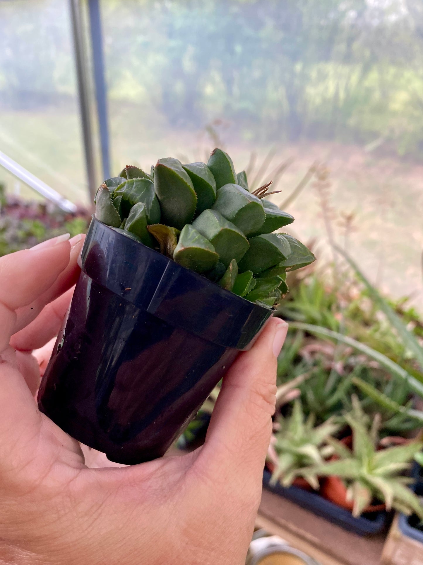 Succulent Haworthia Mirabilis Mundula 3" Pot Live Plant
