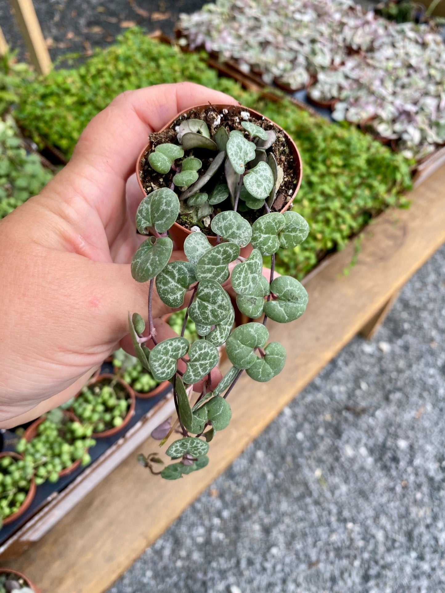 String of Hearts Green Ceropegia woodii 2" Pot Live Plant