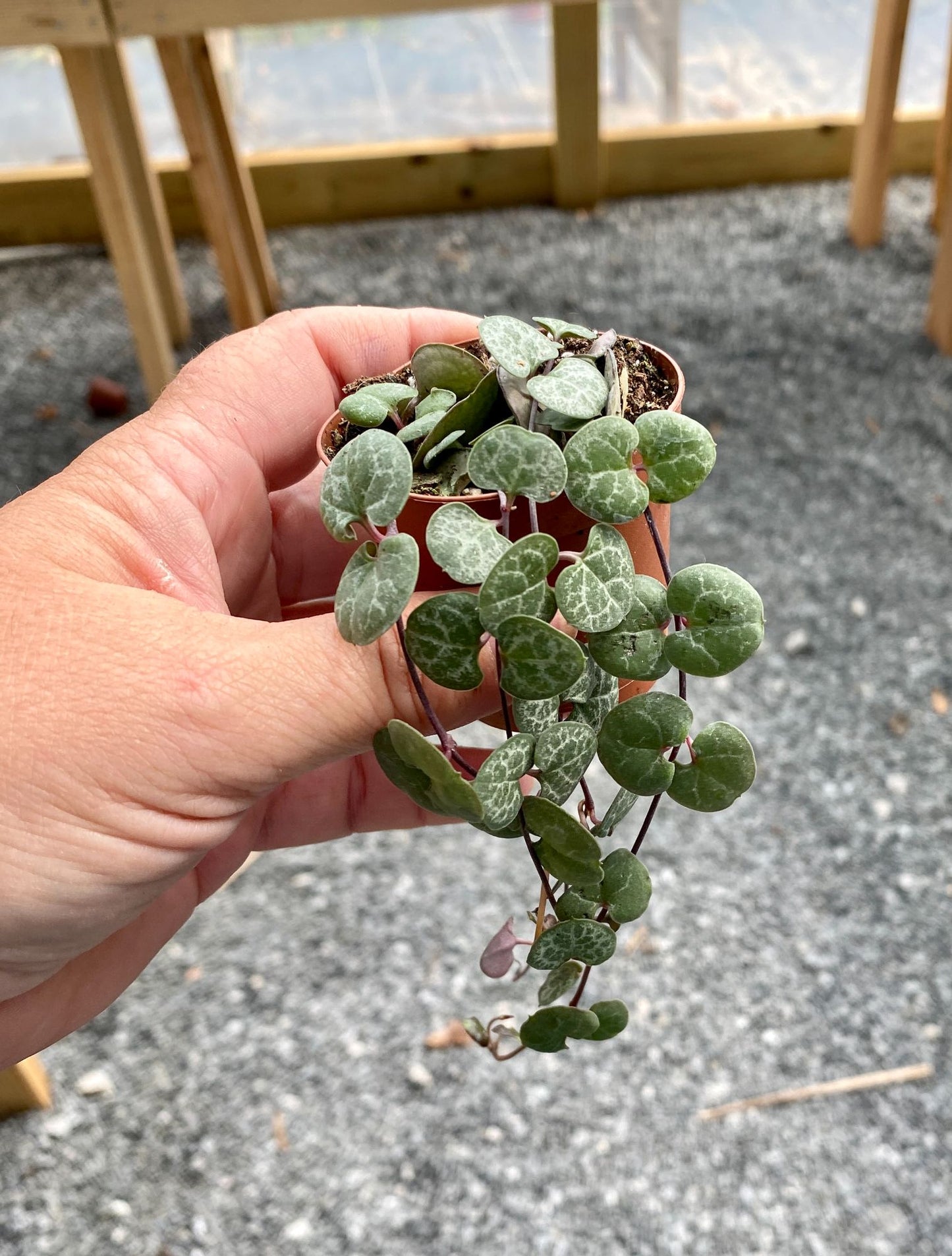 String of Hearts Green Ceropegia woodii 2" Pot Live Plant