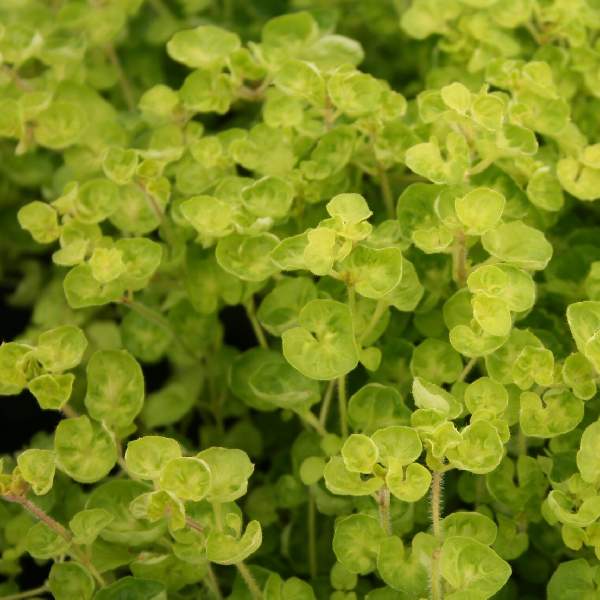 Herb Marjoram Golden Tip One Well Rooted Starter Plant