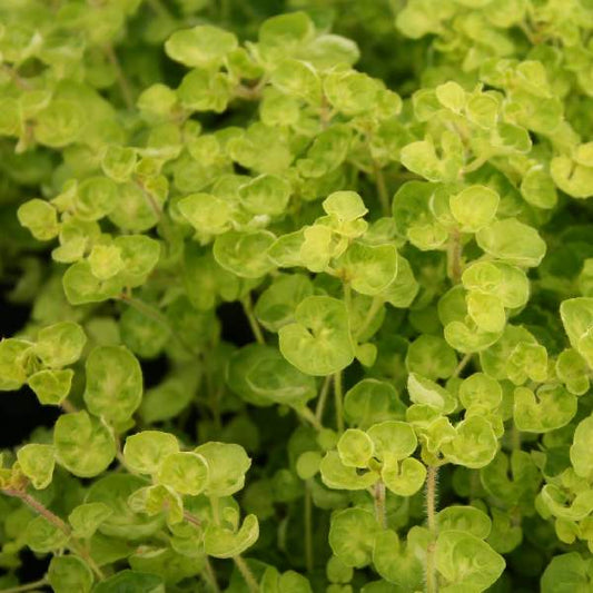 Herb Marjoram Golden Tip One Well Rooted Starter Plant