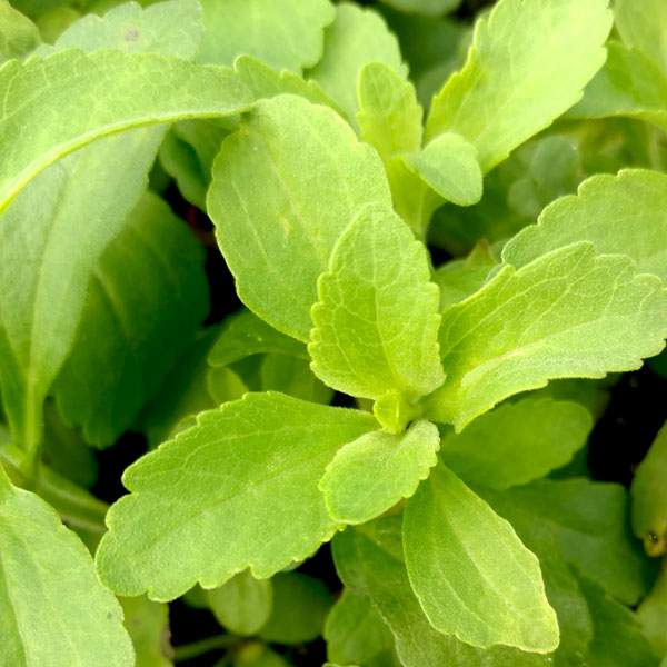 Herb Stevia One Well Rooted Starter Plant