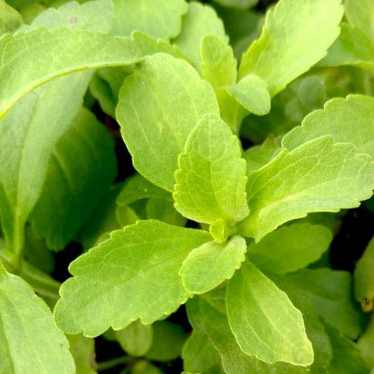 Herb Stevia One Well Rooted Starter Plant