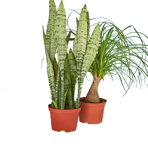 Subscription Box 2 Premium  6" Indoor Live Plant