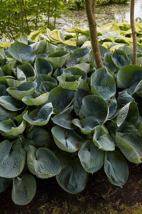 Hosta Abiqua Drinking Gourd Plantain Lily One #1 Division