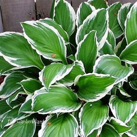 Hosta Albomarginata Plantain Lily One #1 Division