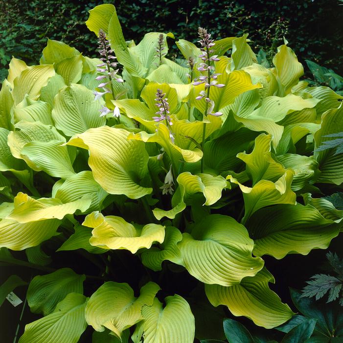 Hosta August Moon Plantain Lily One #1 Division