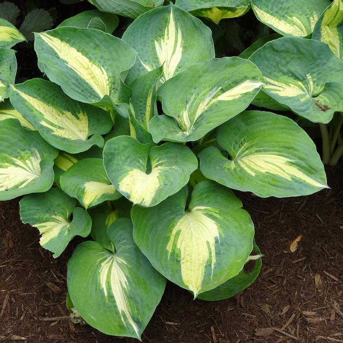 Hosta Dream Queen Plantain Lily One #1 Division