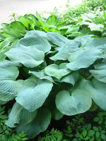 Hosta Elegans Plantain Lily One #1 Division