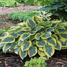 Hosta First Frost Plantain Lily One #1 Division