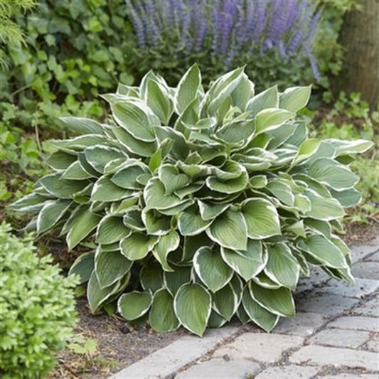 Hosta Frances Williams Plantain Lily One #1 Division