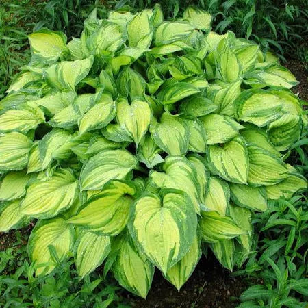 Hosta Guacamole Plantain Lily One #1 Division