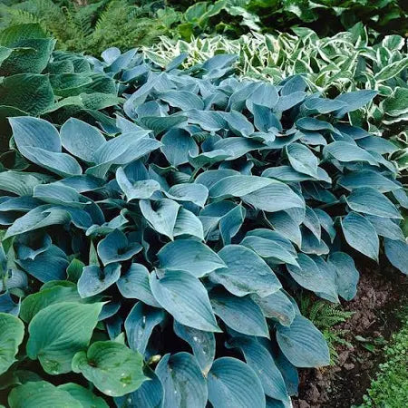 Hosta Halcyon Plantain Lily One #1 Division