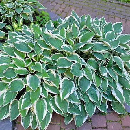 Hosta Patriot Plantain Lily One #1 Division