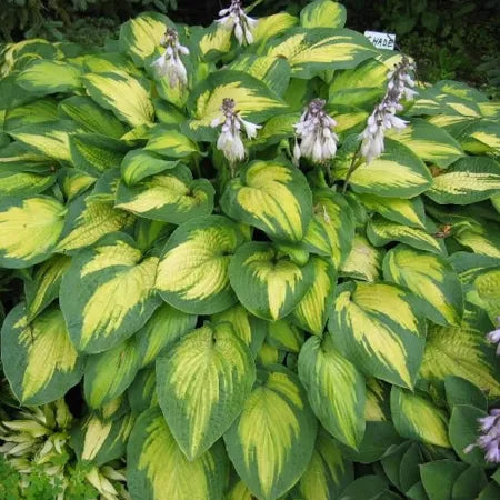 Hosta Paul's Glory Plantain Lily One #1 Division