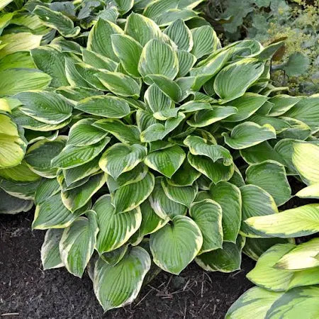 Hosta Wide Brim Plantain Lily One #1 Division