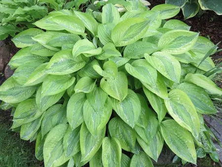 Hosta Yellow Polka Dot Bikini Plantain Lily One #1 Division