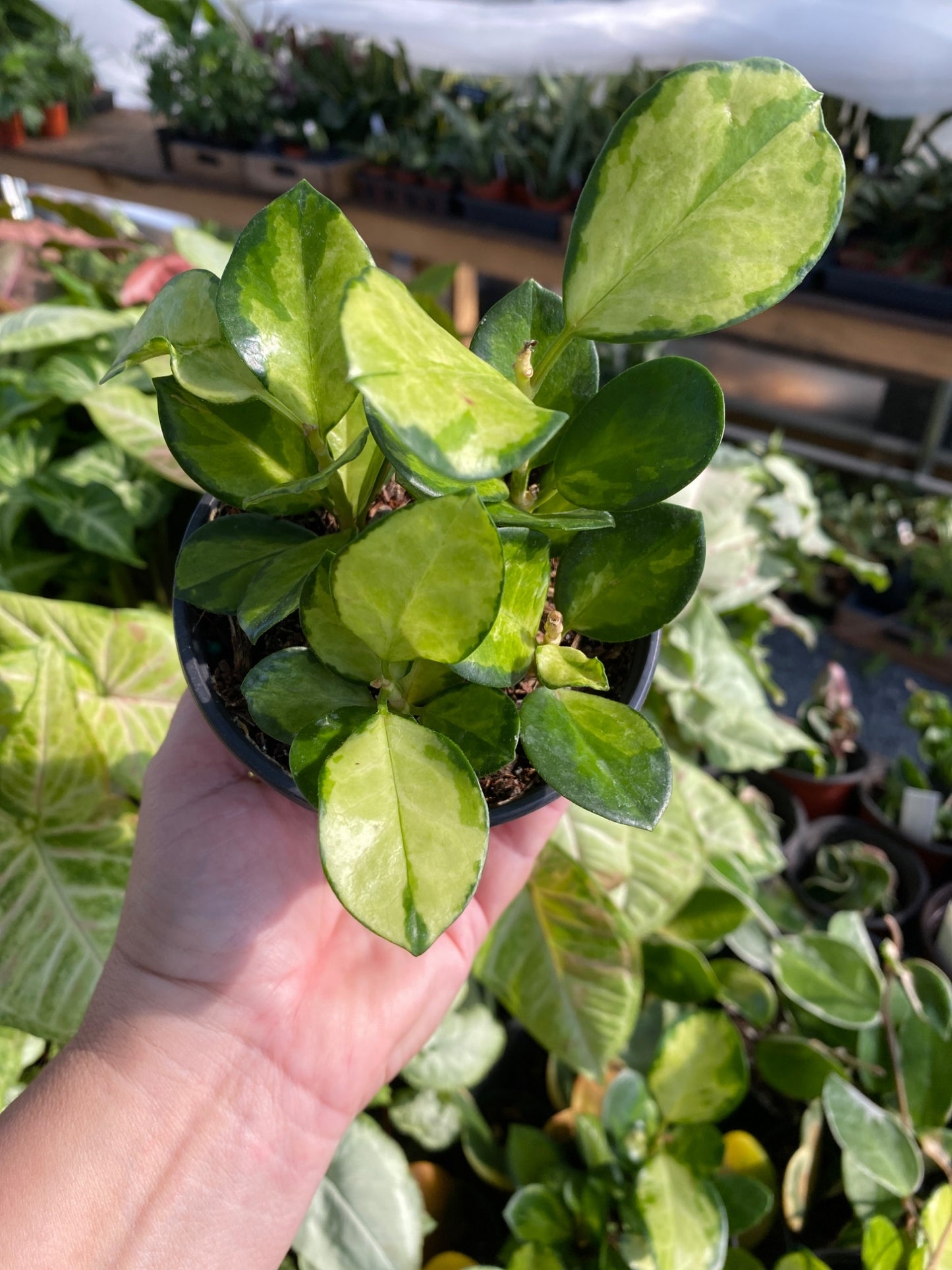 Hoya Australis Lisa Variegated Leaves 4" Pot Live Plant