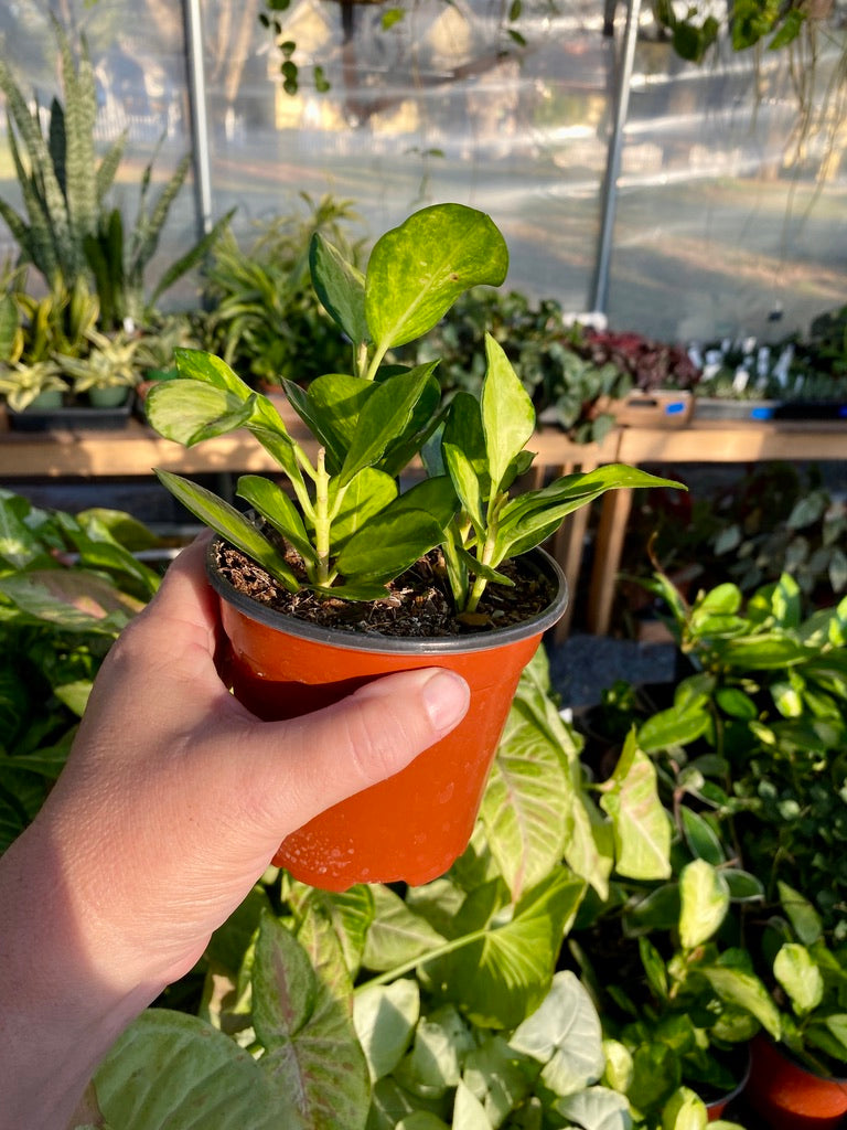 Hoya Australis Lisa Variegated Leaves 4" Pot Live Plant