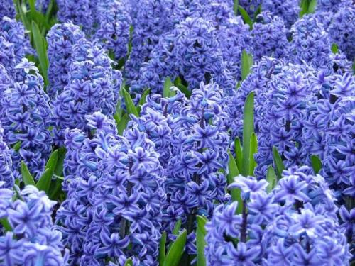 Hyacinth Blue Star Hyacinthus Orientalis 3 Bulbs per order