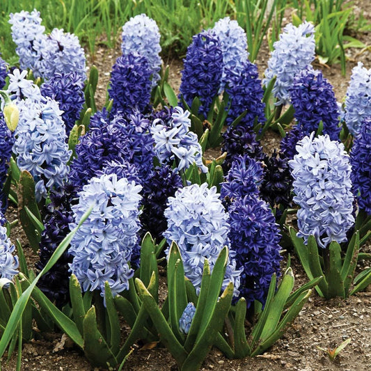 Hyacinth Mixture The Blues Hyacinthus Orientalis 3 Bulbs per Order