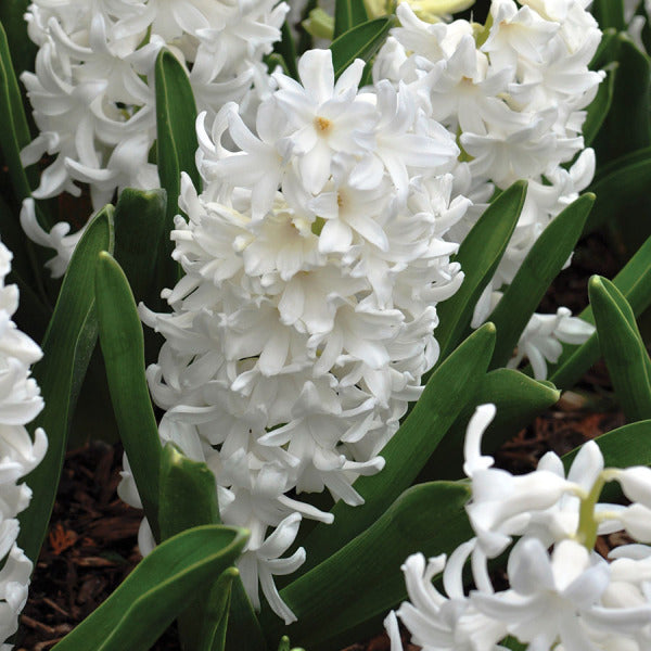 Hyacinth White Pearl Hyacinthus Orientalis 3 Bulbs per Order