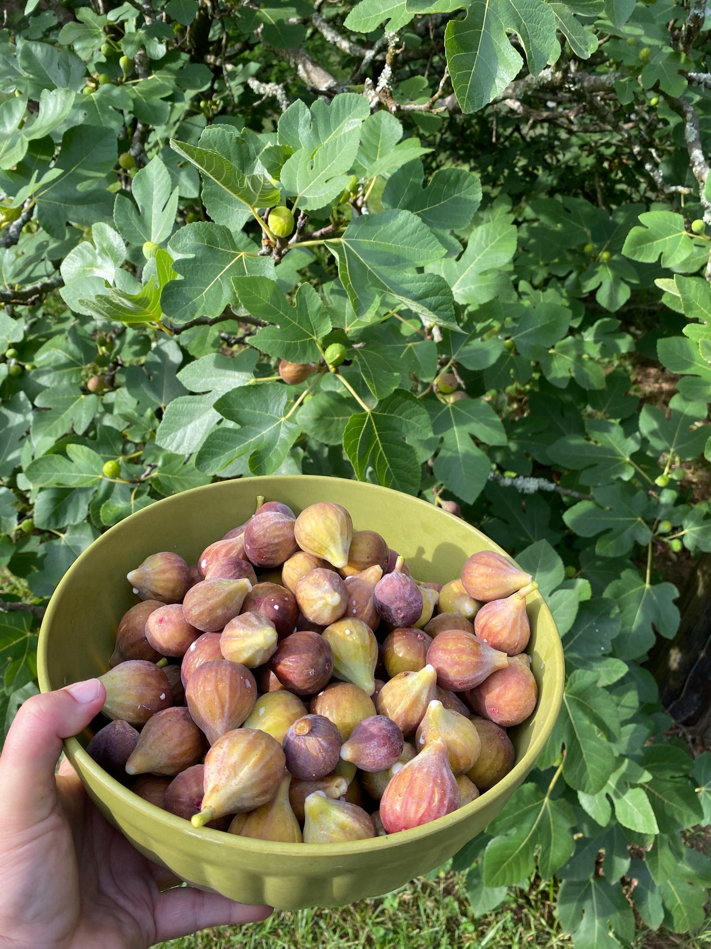 Fig Preserves - Low Sugar Half Pint Jar