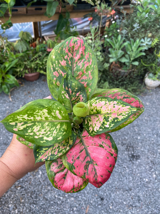 Aglaonema Lady Valentine Chinese Evergreen 4" Pot Live Plant