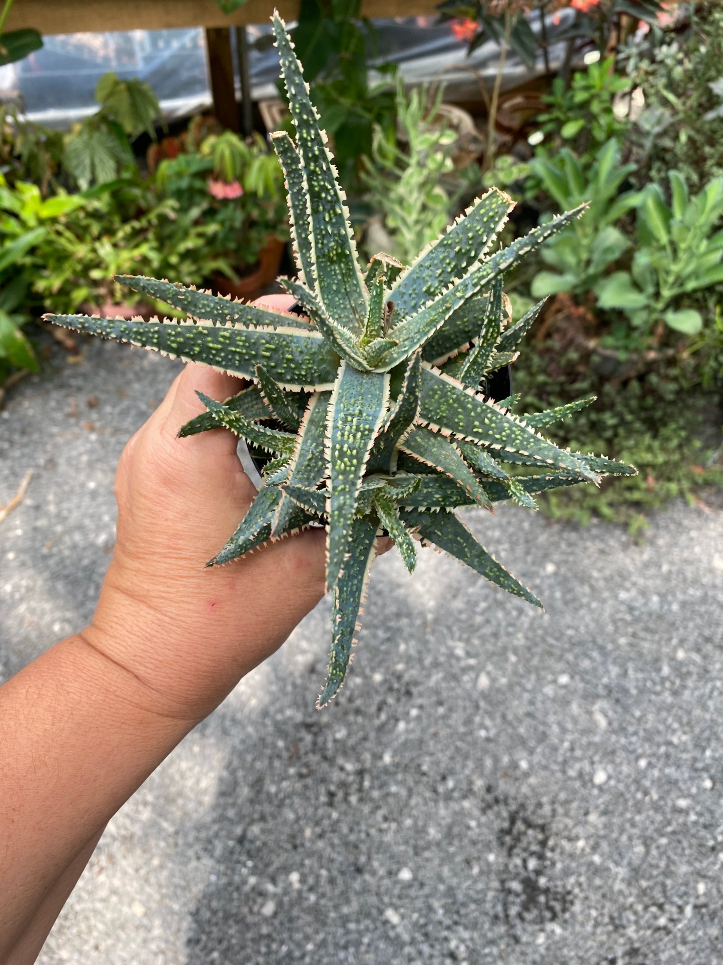 Aloe Purple Haze 3.5" Pot Live Plant