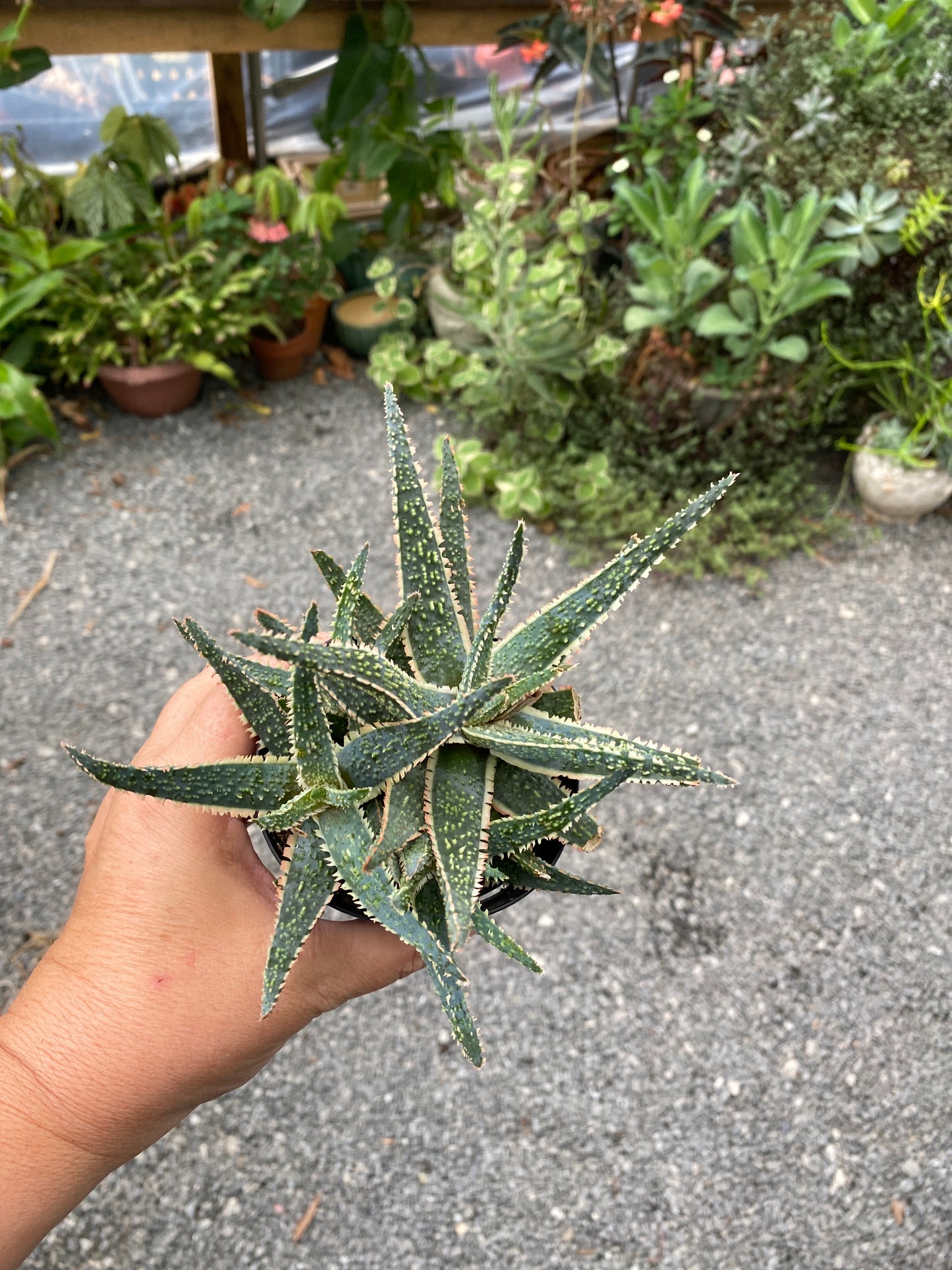 Aloe Purple Haze 3.5" Pot Live Plant