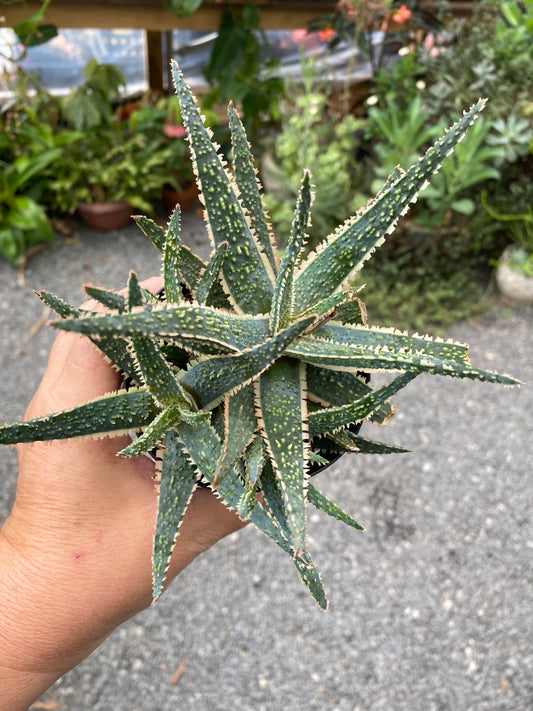 Aloe Purple Haze 3.5" Pot Live Plant