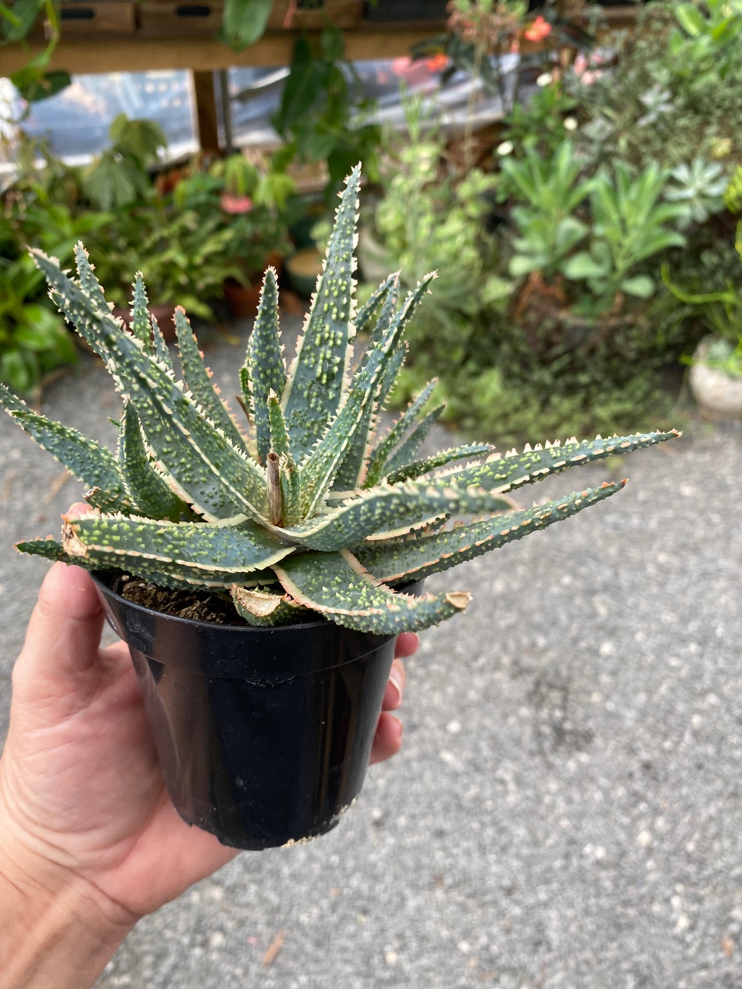 Aloe Purple Haze 3.5" Pot Live Plant