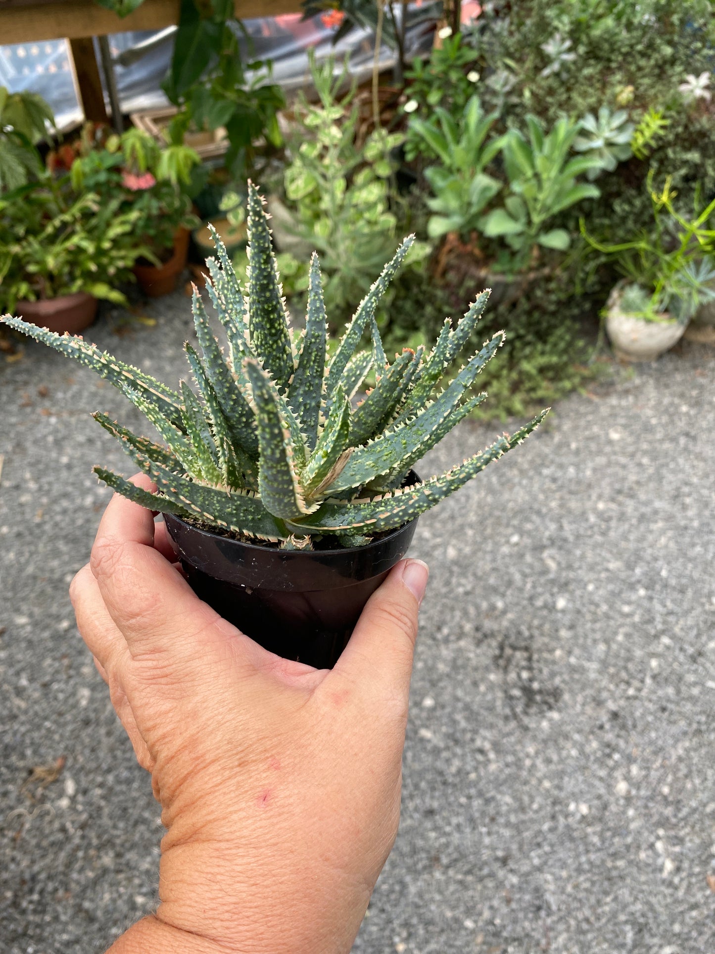 Aloe Purple Haze 3.5" Pot Live Plant