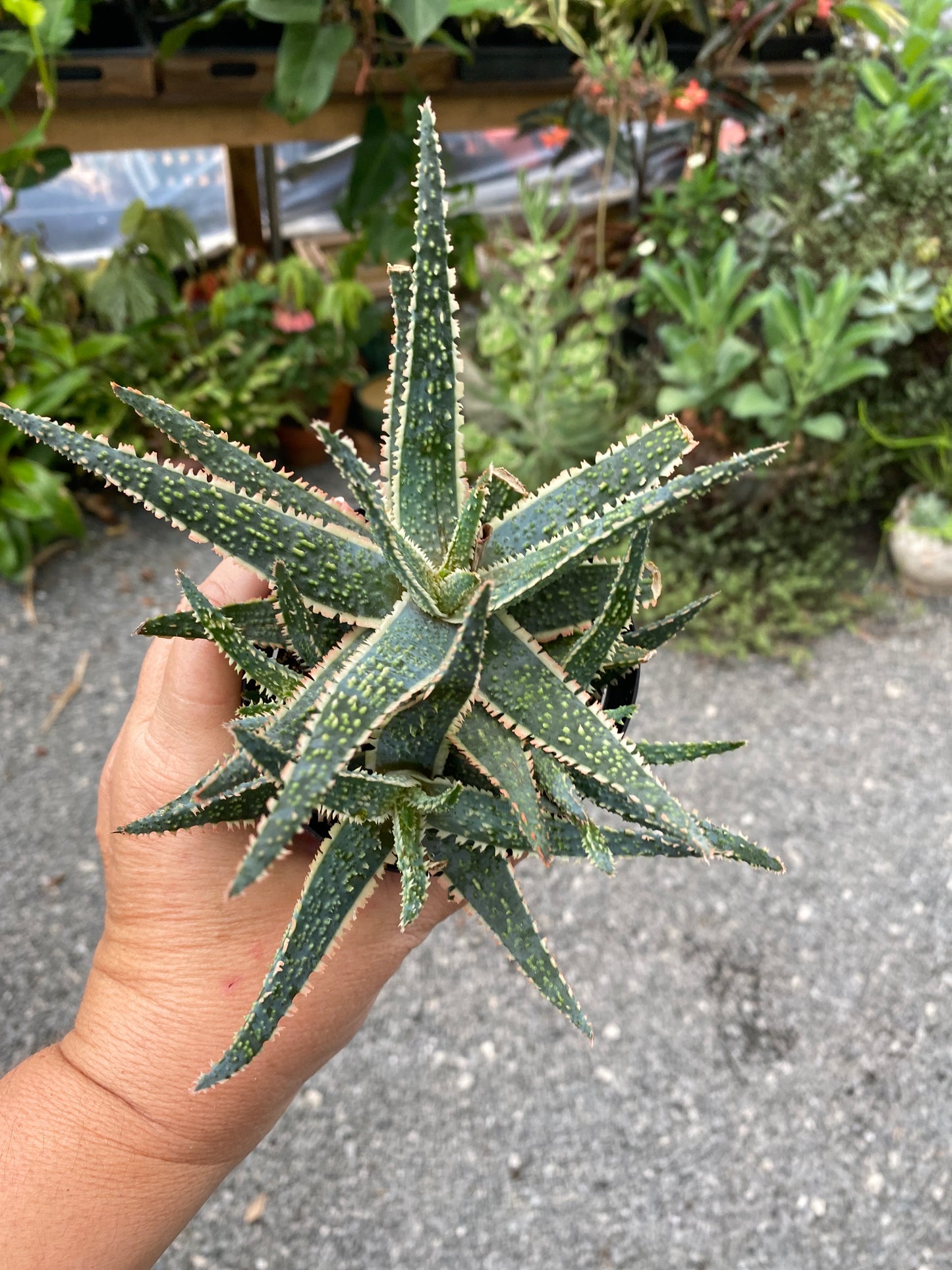 Aloe Purple Haze 3.5" Pot Live Plant