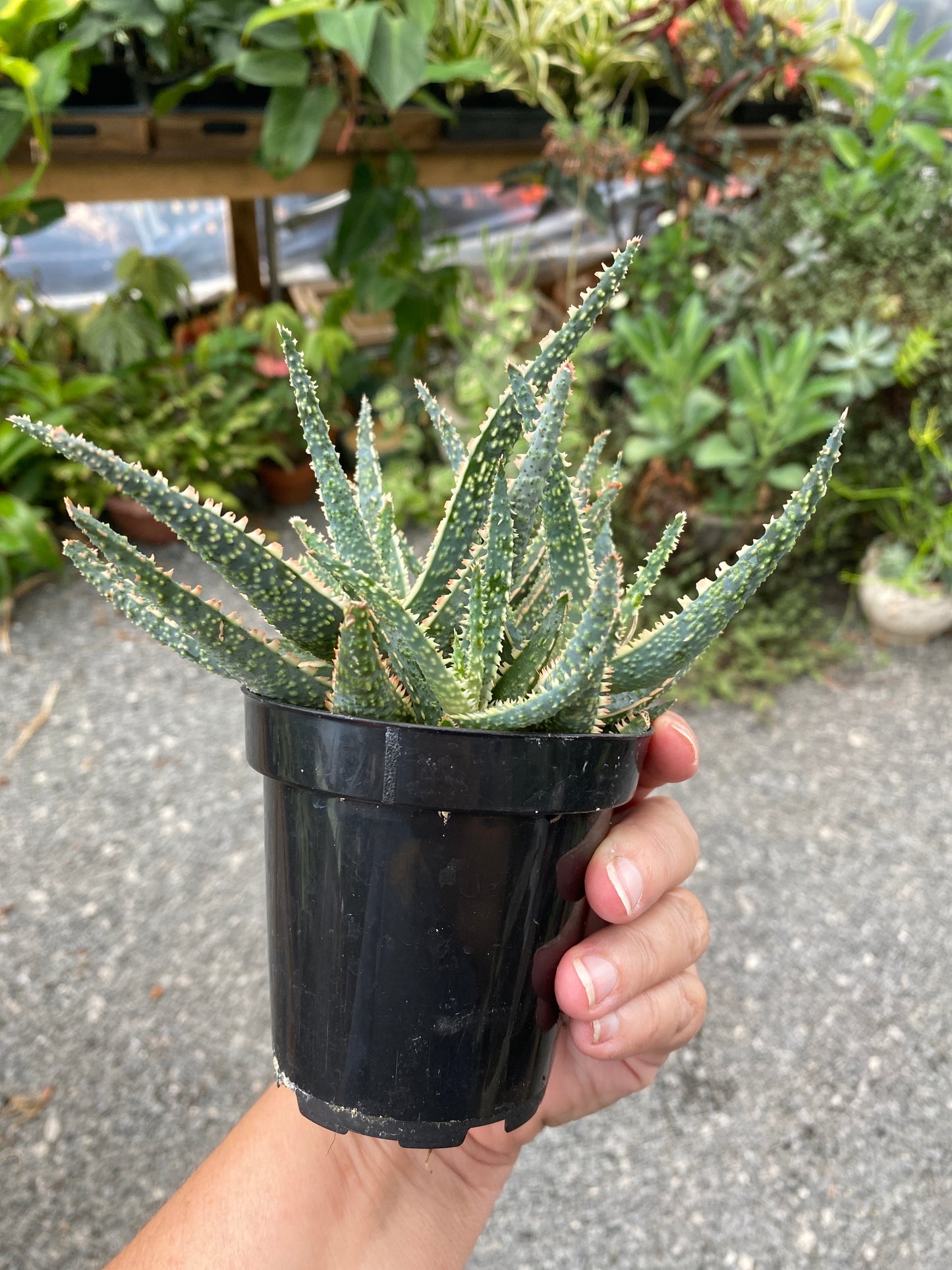 Aloe Purple Haze 3.5" Pot Live Plant