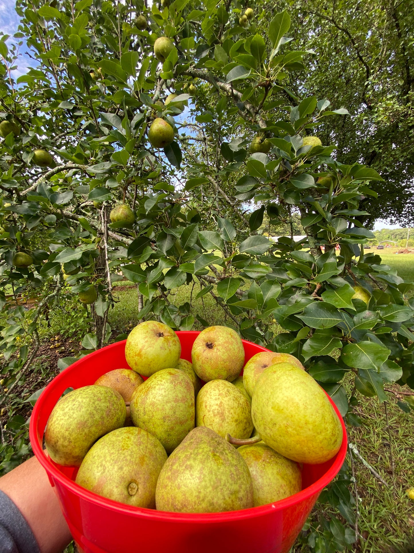 Fresh Canning Pears