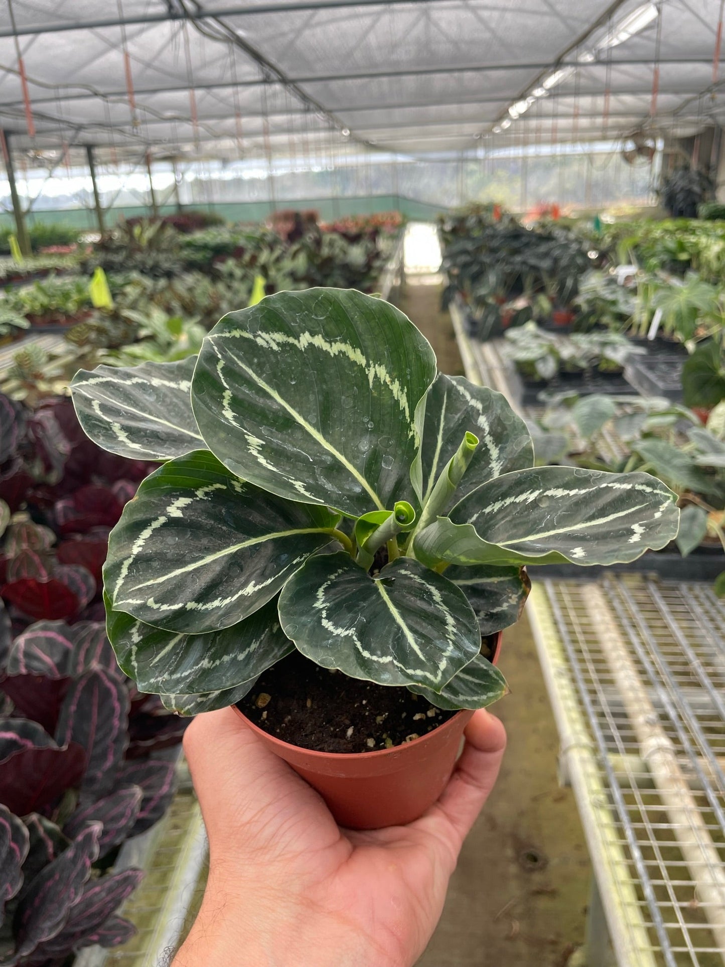 Calathea 'Green Goddess' Peacock Plant Live Plant