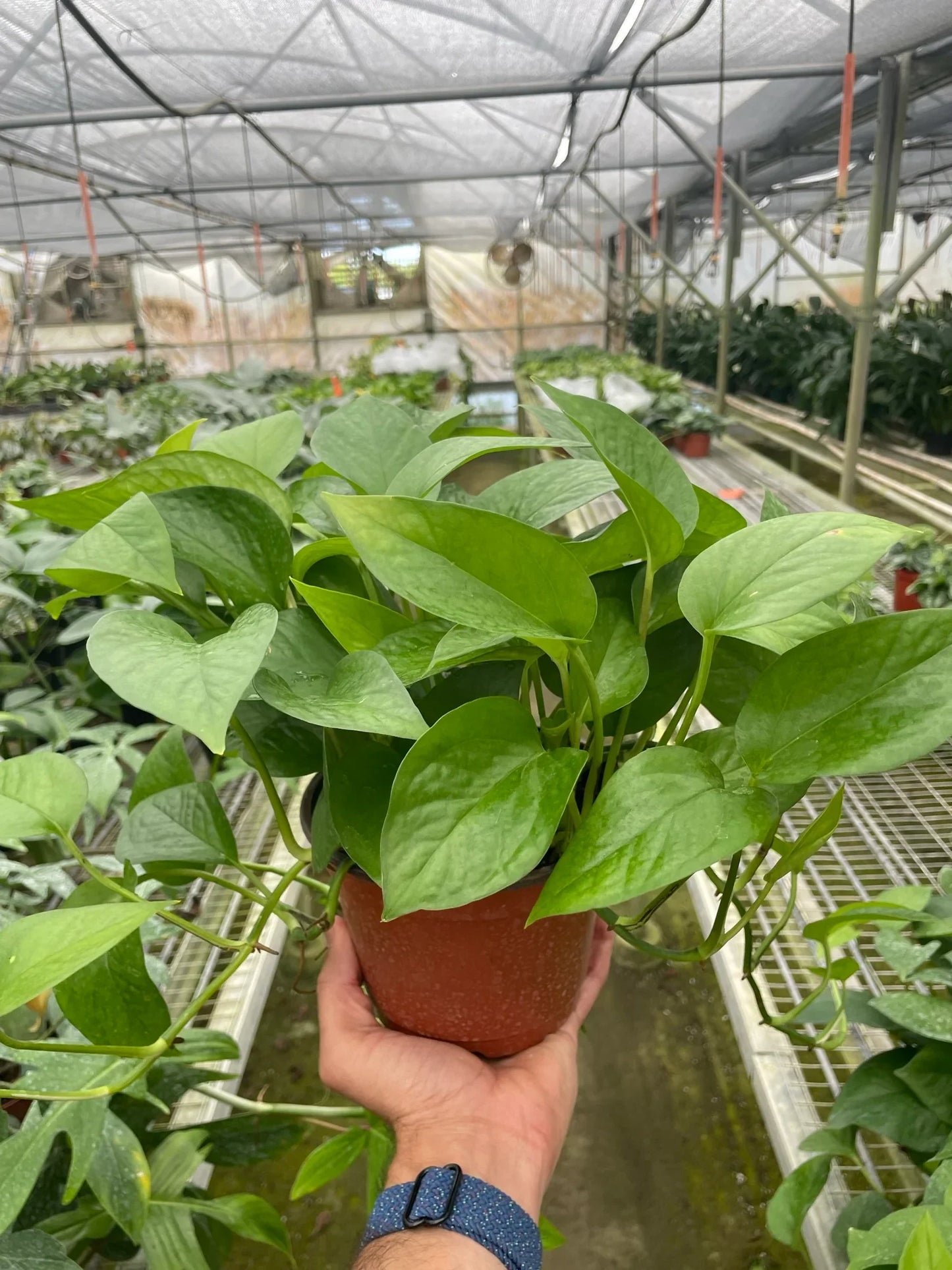 Pothos Green Queen Epipremnum Aureum Devil's Ivy