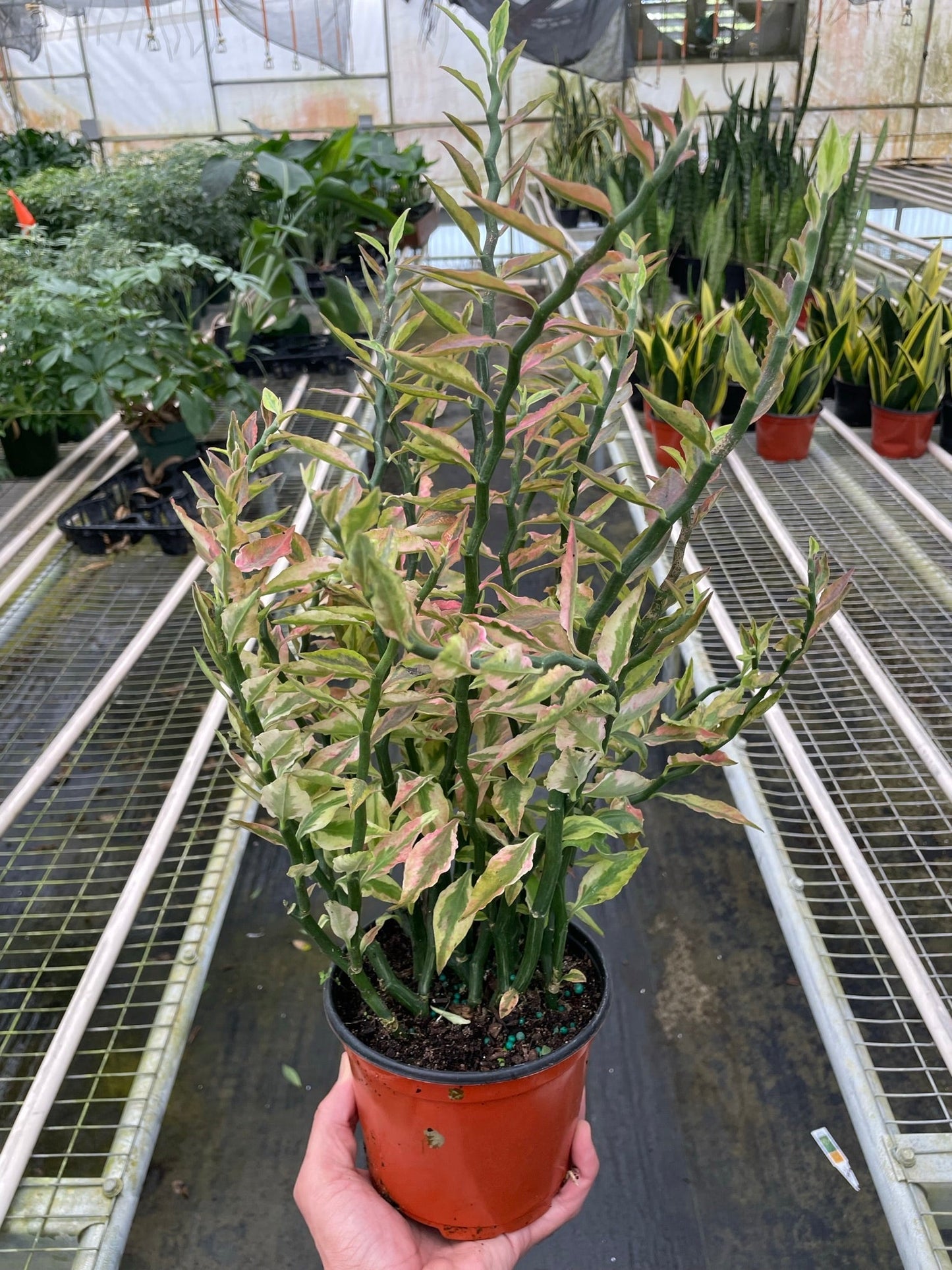 Devil's Backbone Variegated Euphorbia Multiple Sizes Available