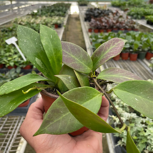 Hoya Lacunosa Obscura Sunrise Wax Plant Porcelain Flower Live Plant